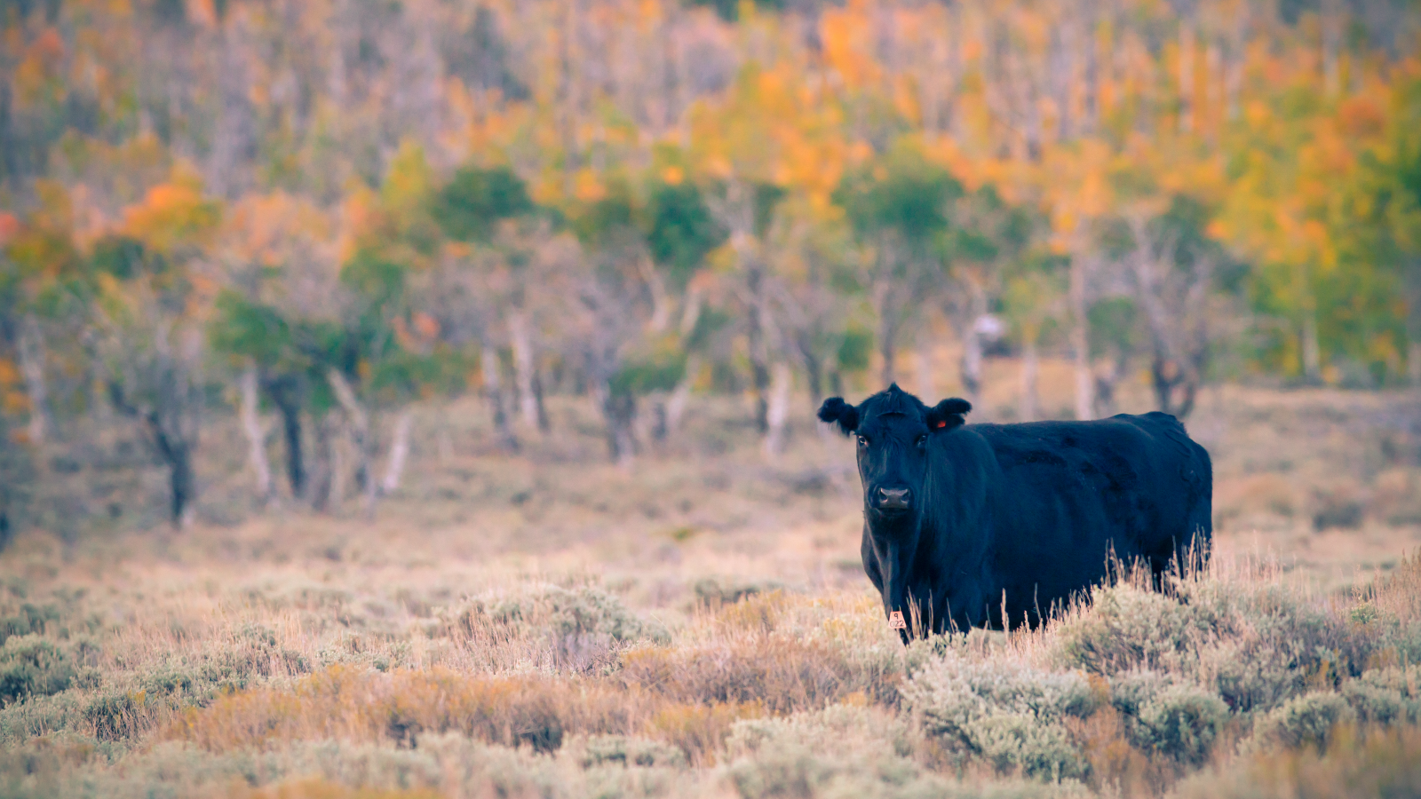 2018 La Junta Sale Catalog NOW AVAILABLE Diamond Peak Cattle Company CO