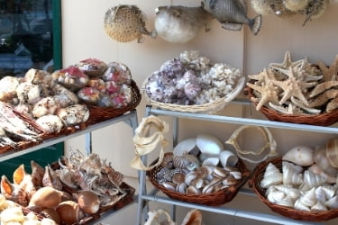 Sea shells shop