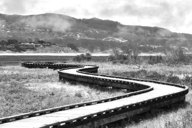 Estuary Boardwalk