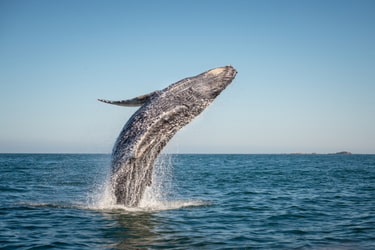 Whale watching