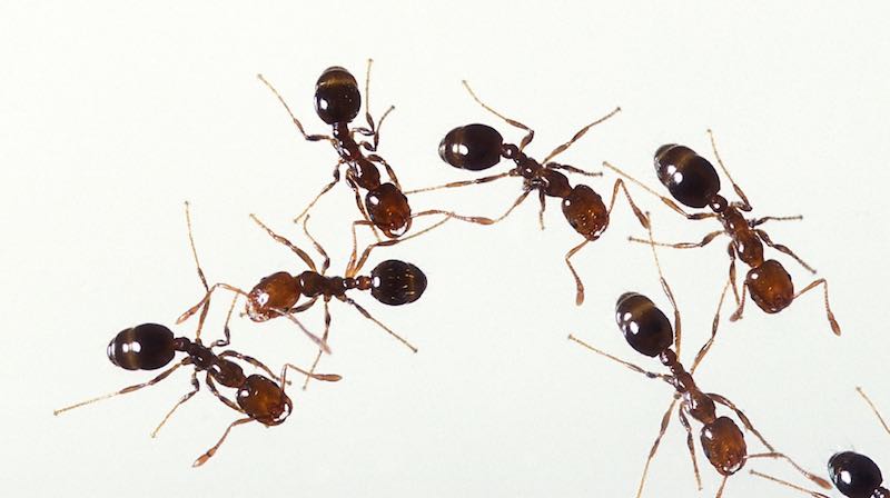 Regular pest inspections keep pests away