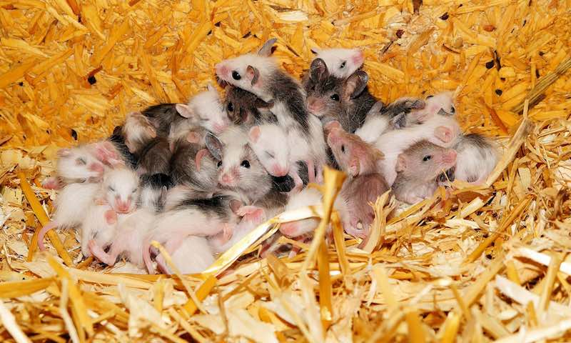 Regular pest control keeps pests from multiplying rapidly