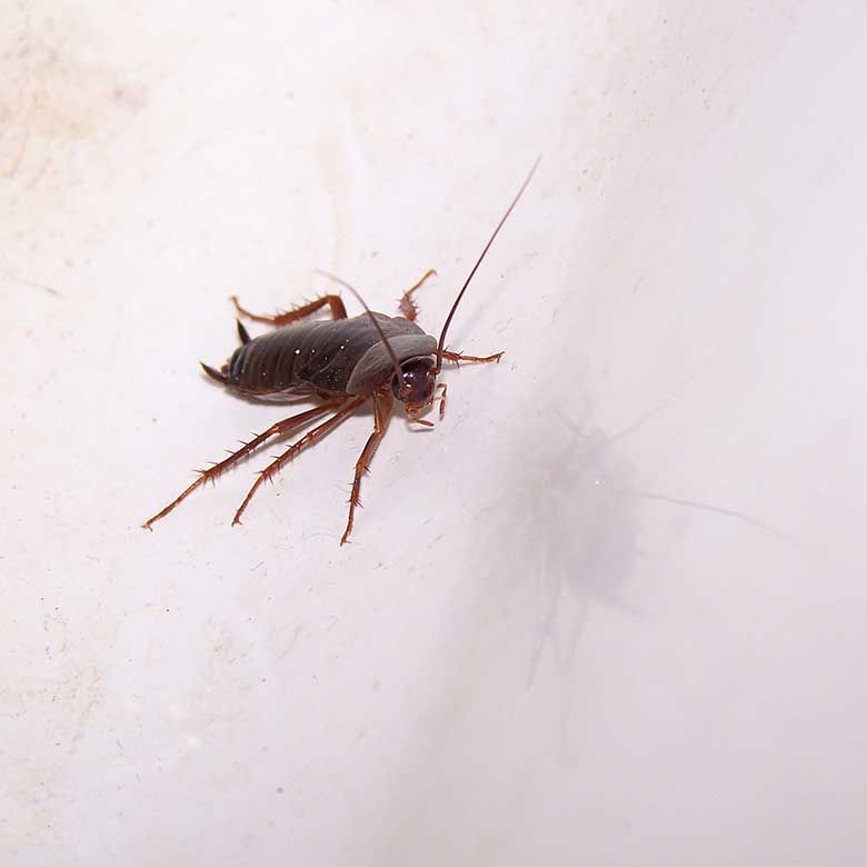 Avoid pest-borne disease with pest control