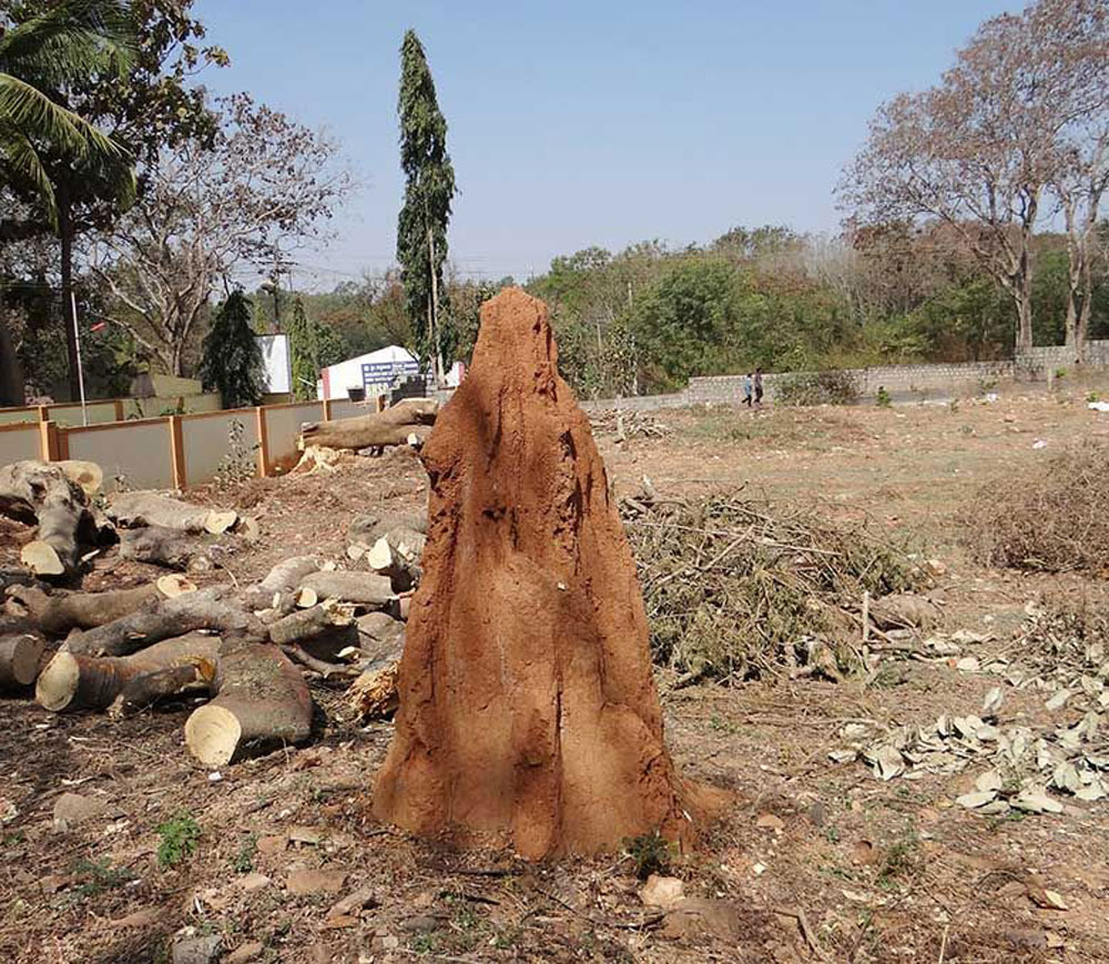Termite treatment costs go towards protecting property value