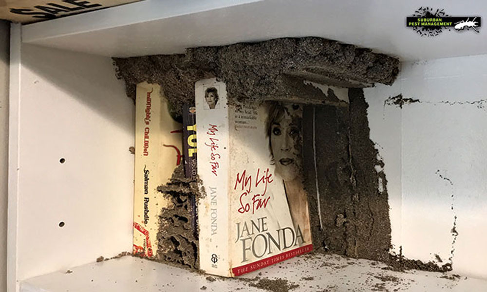 Termite coptos found in a bookshelf in a home - Suburban Pest Management