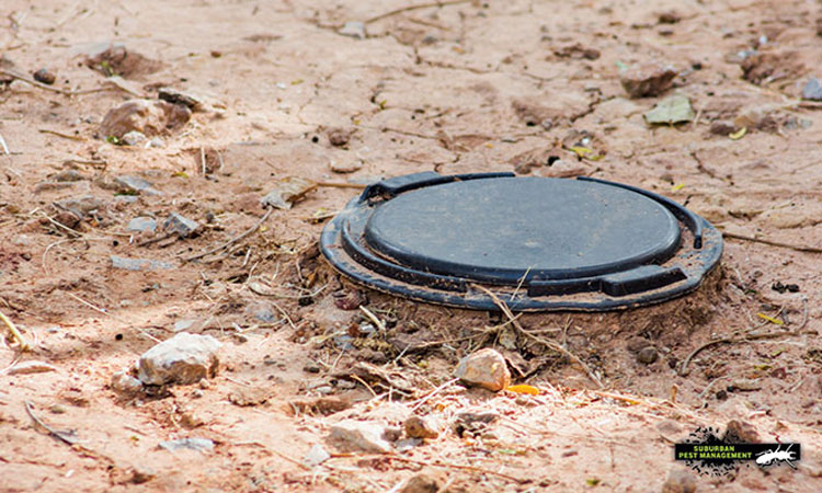 Old underground termite bait stations on red soil.