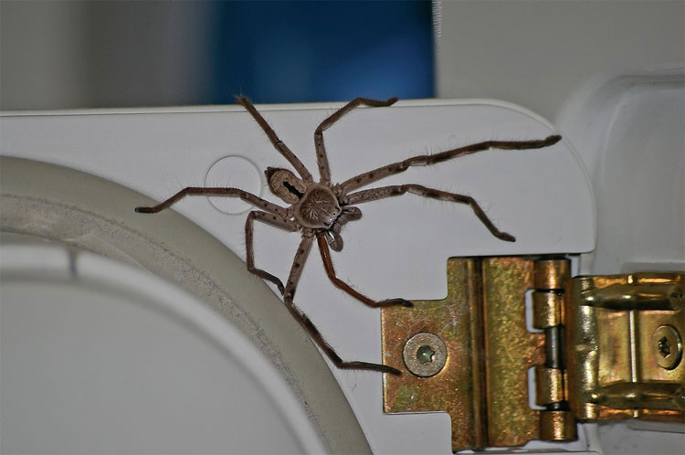 Pest and vermin control includes spiders, like this Queensland huntsman spider which rests on childcare equipment