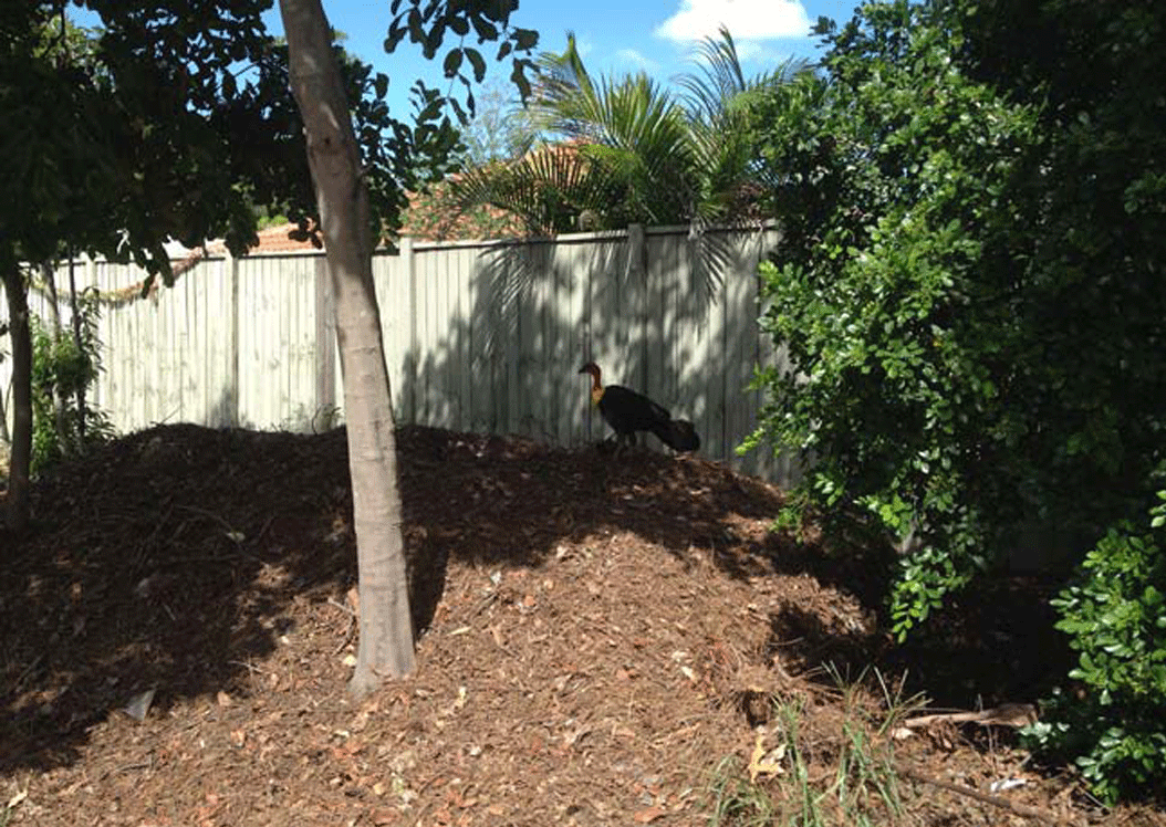 Wild scrub turkeys can affect pest management of schools.