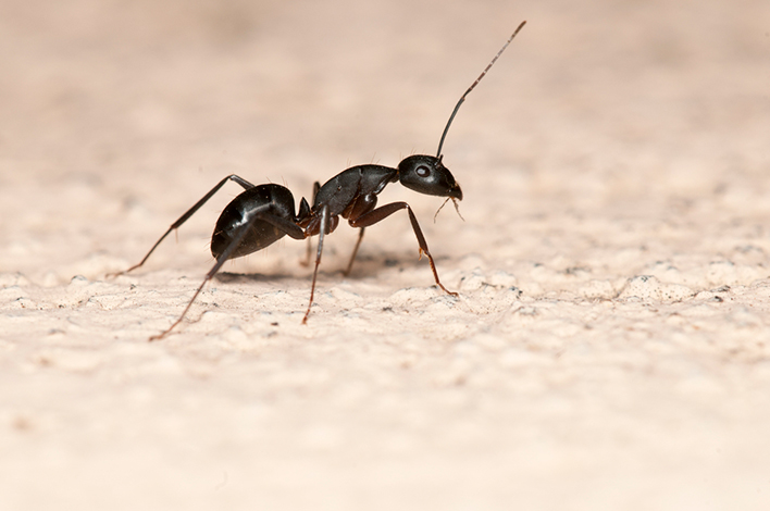 Carpenter ant in Bribie Island