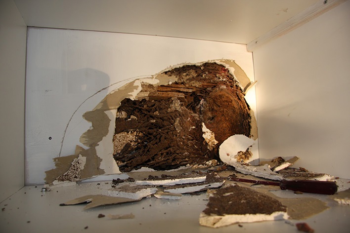 Termite damage to the wall in Bribie Island home