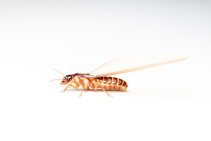 Winged termite in Bribie Island