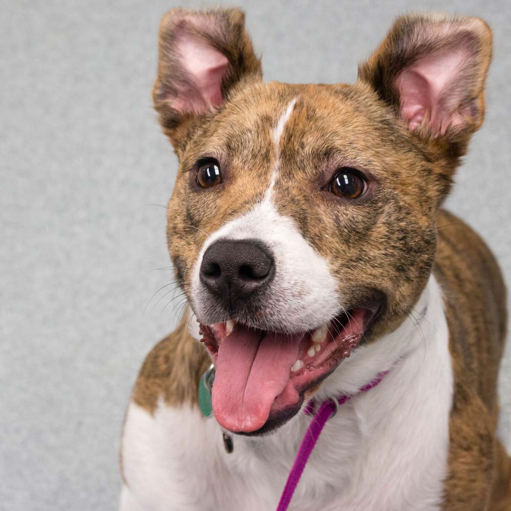 Moore Veterinary Hospital St. Clair Shores, Michigan