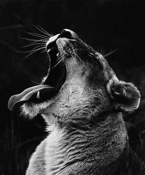 B&W Carbon Prints button image