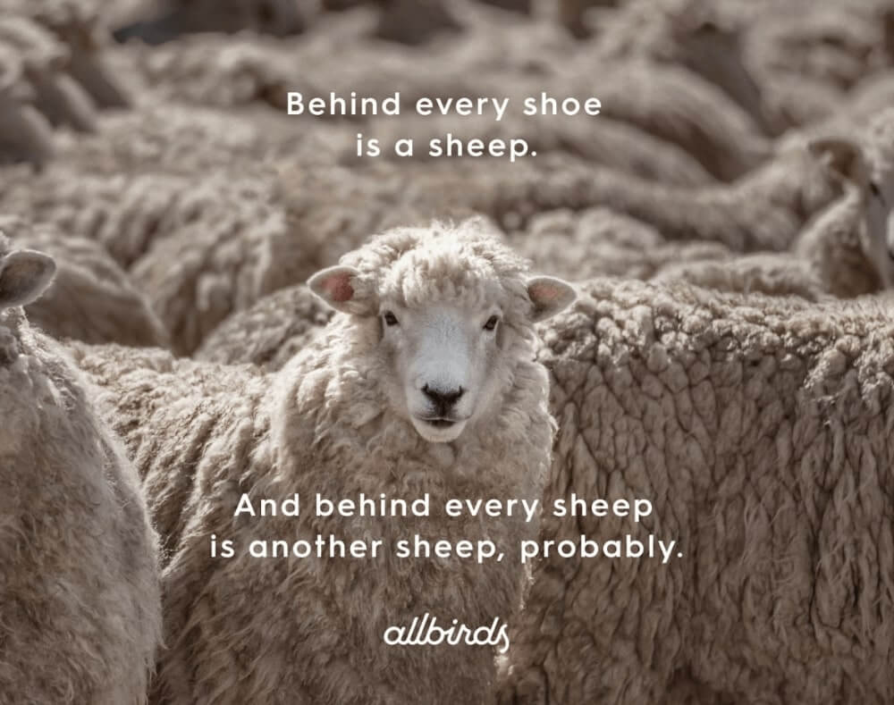 allbirds-social-media-brand-voice-marketing