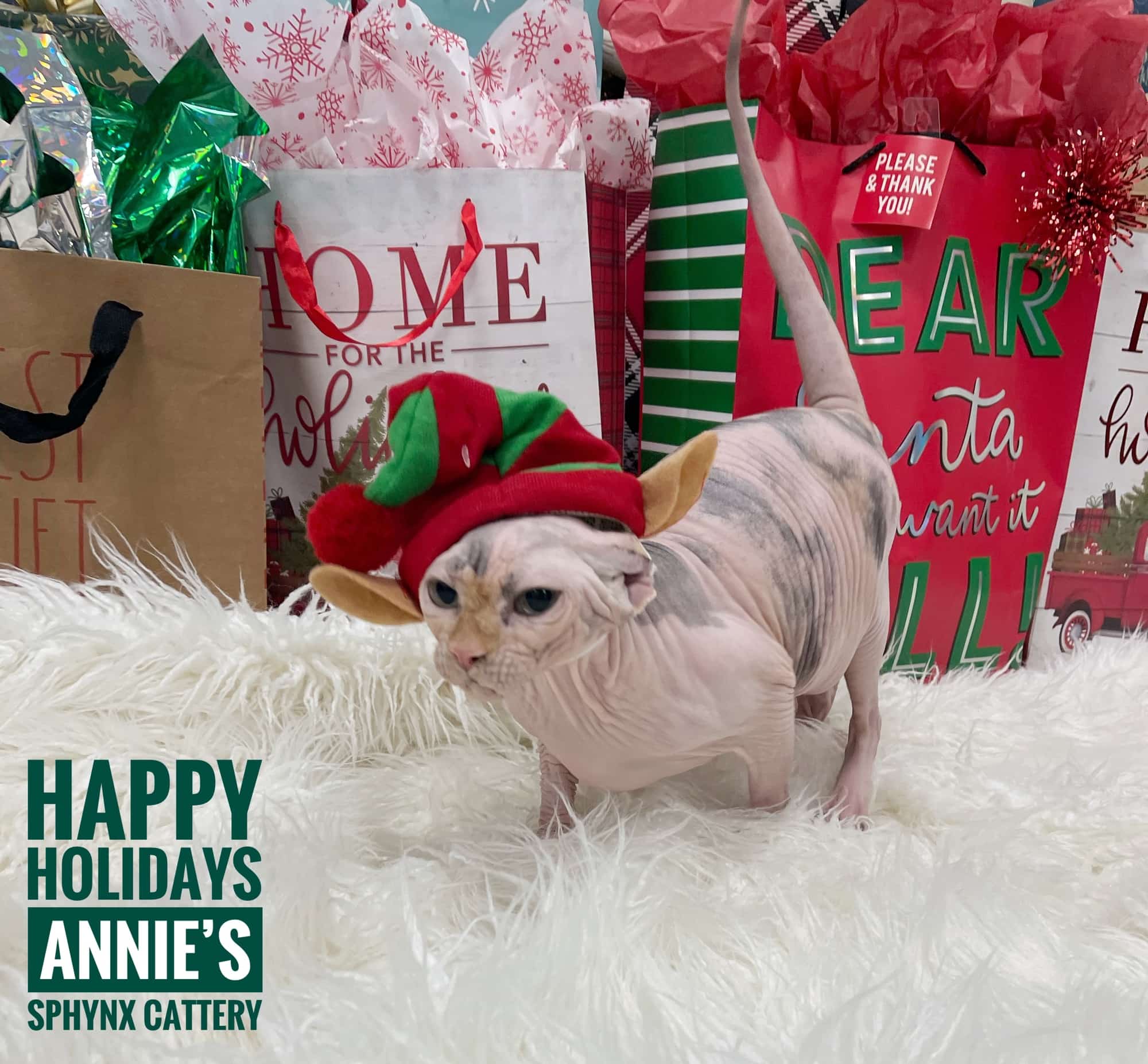 Sphynx Kittens TICA Registered Sphynx Breeder VA