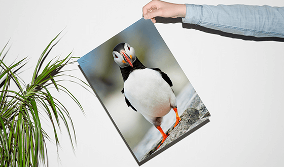 Picture of a large print
