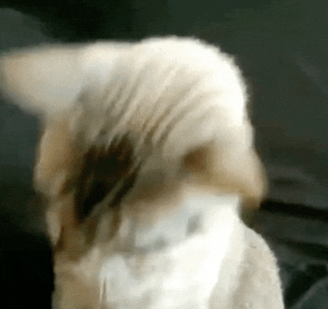cat wearing sunglasses GIF
