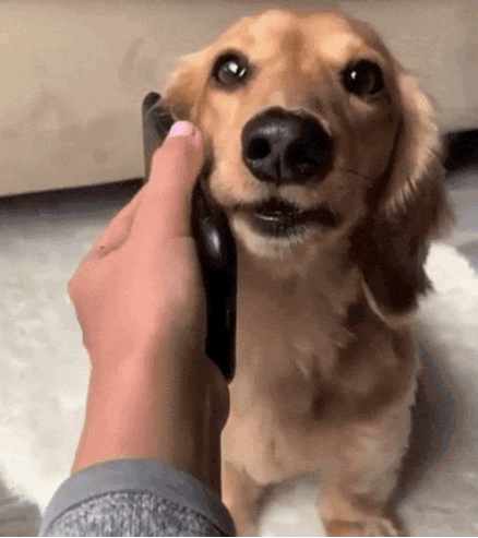 Dog Wow GIF