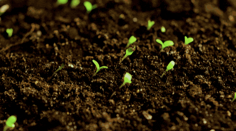 Freedom Grow GIF
