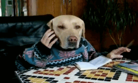 human dog GIF