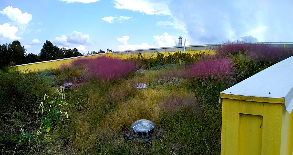 Castalia Residence residential Living Roofs Inc.