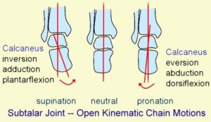 Subtalar Joint – Open Kinematic Chain Motions. Digital Image. Morphopedics. Web. 26 March 2018