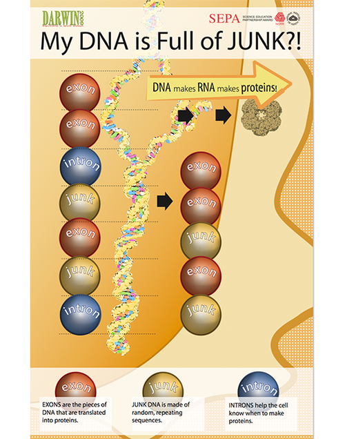 Junk DNA Activity Guide The Partnership in Education