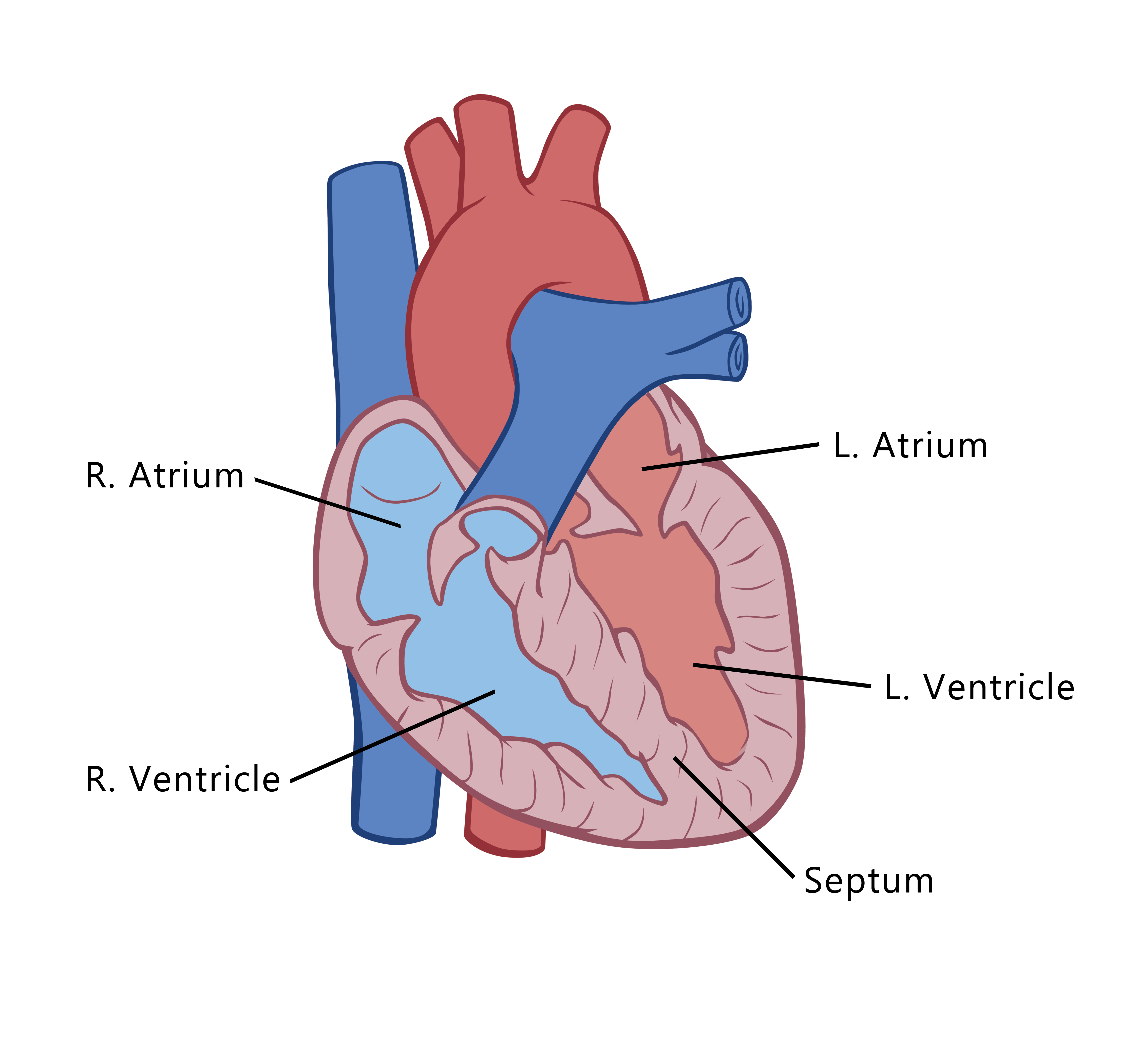 Anatomy of the heart