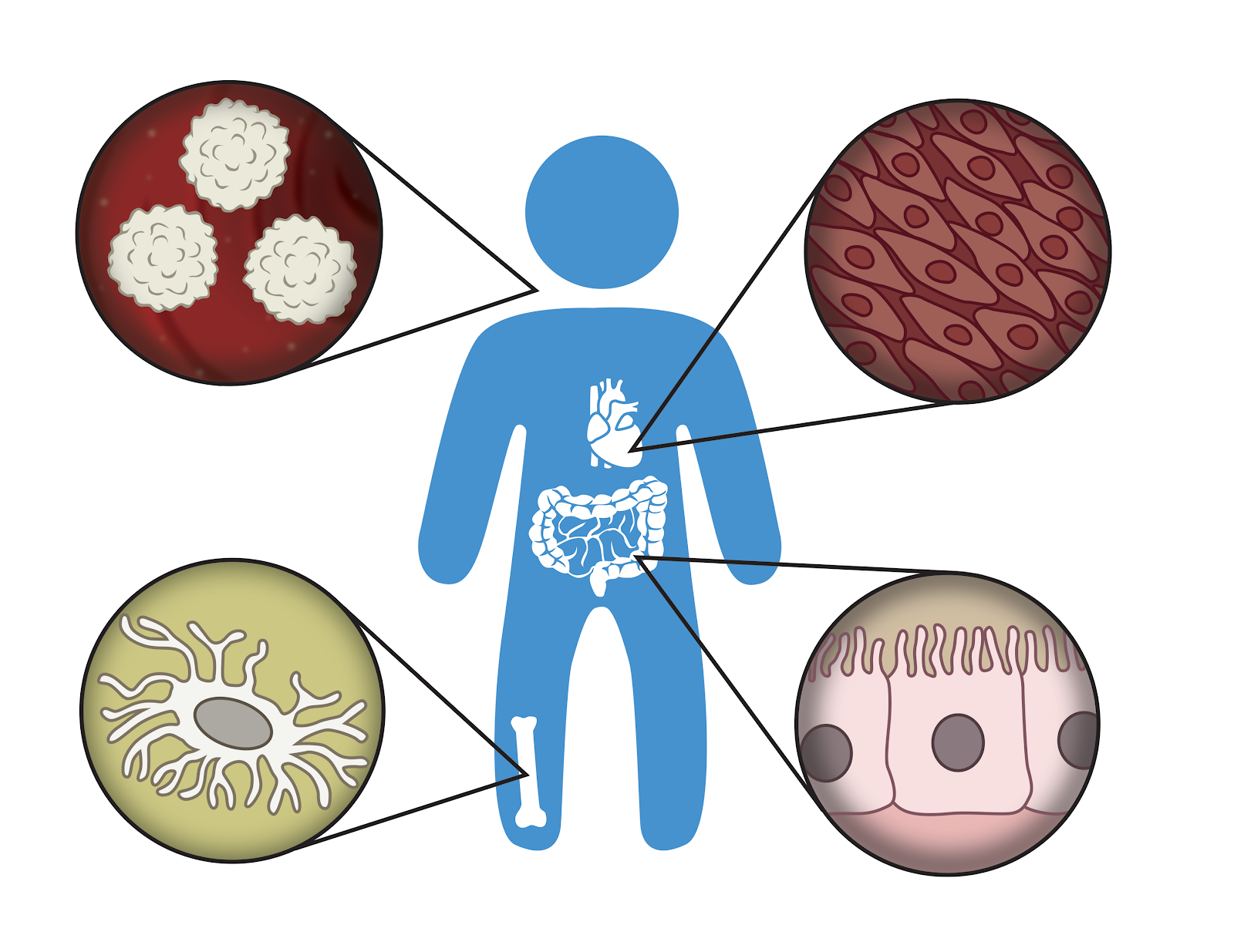 Cells and Tissue