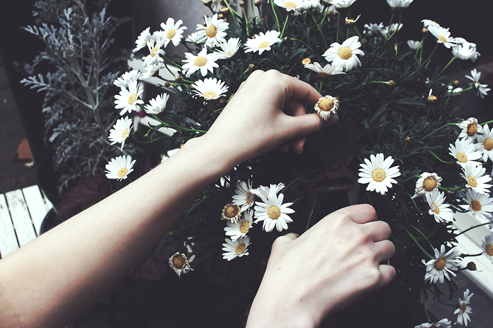 Image of a shrub of daisies, there's someone's hand holding one of the flowers while they use secateurs in their other hand to cut it off. The flowers they cut off is wilted.