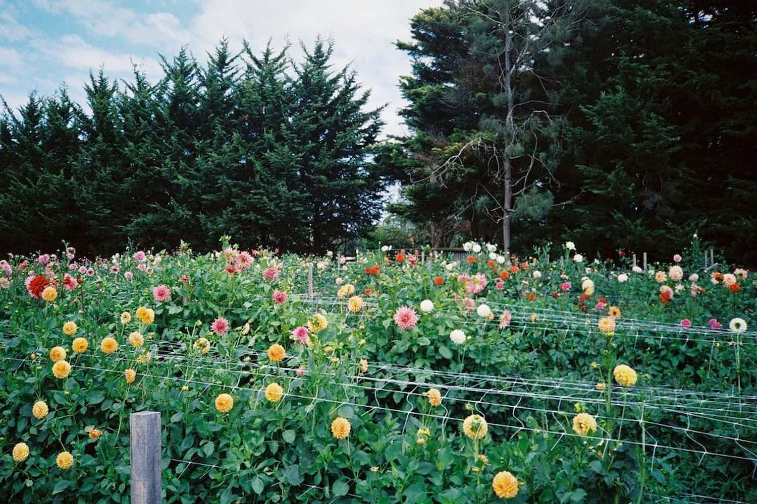 Cherry Road Flower Farm The Ninch Your Mornington Peninsula Guide