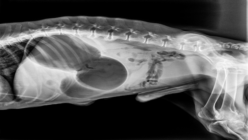 Komplikationen Nach Op Magendrehung Hund www.drsam.de