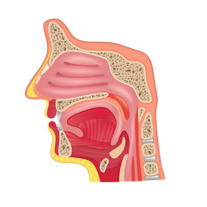 sinus infection throat infection