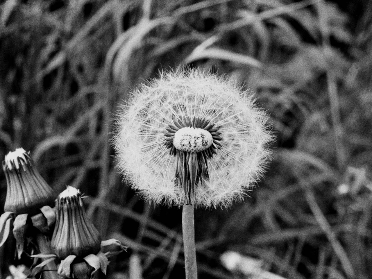 Géza Perneczky, Concepts like Commentary, 1971 – conceptual photography