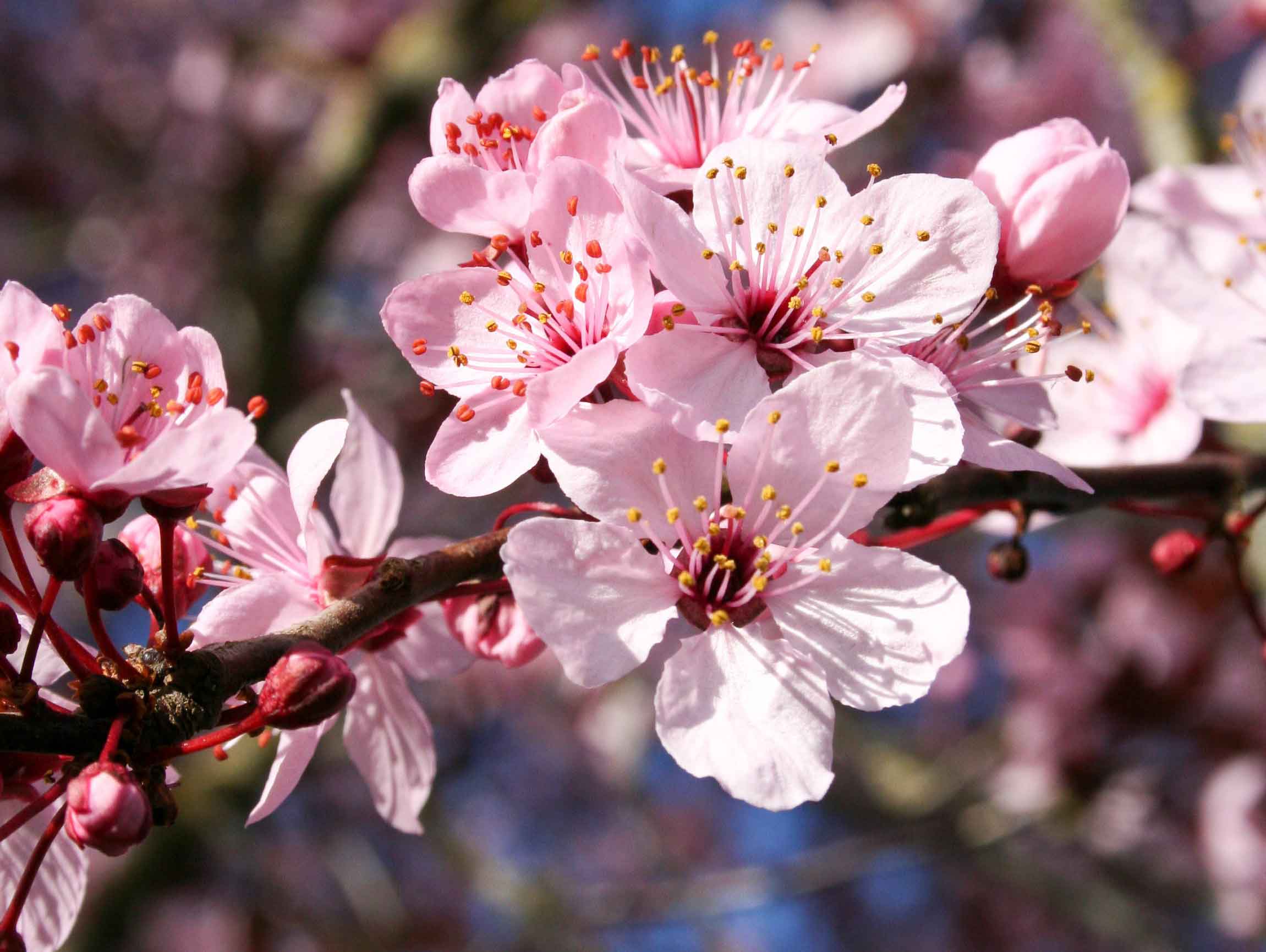 Thundercloud Plum Tree Flowers at Garden Gate Nursery