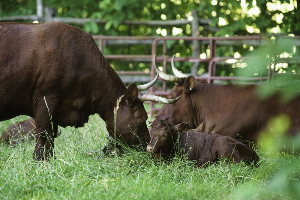 D2017-DLV-0602-0078a TT