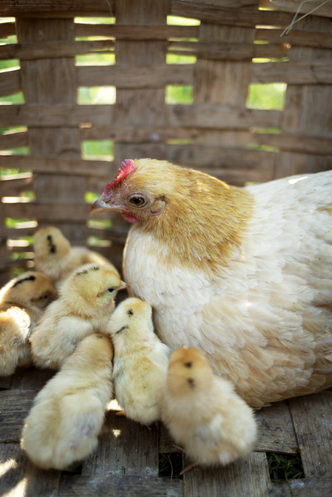 D2017-DLV-0609-0087a TT