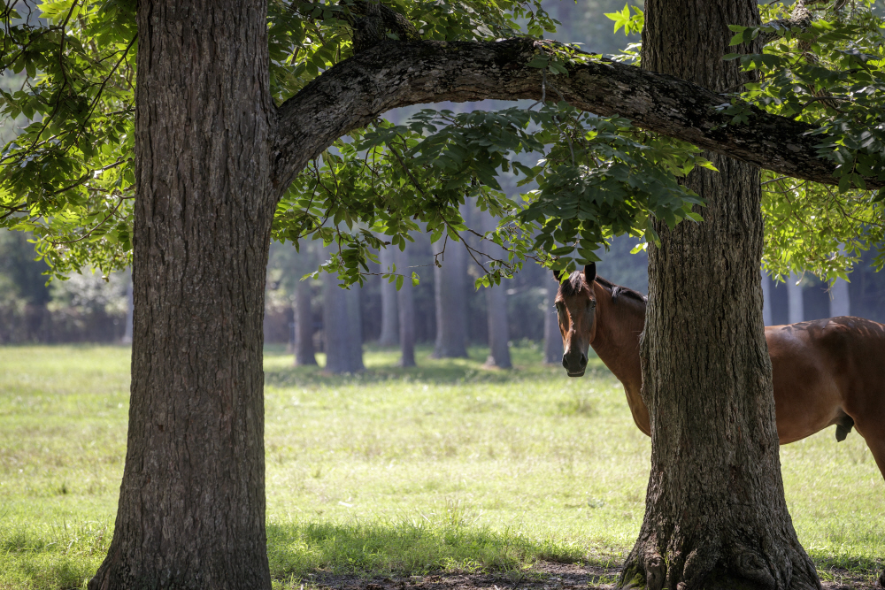 D2017-DLV-0816-0200a TT