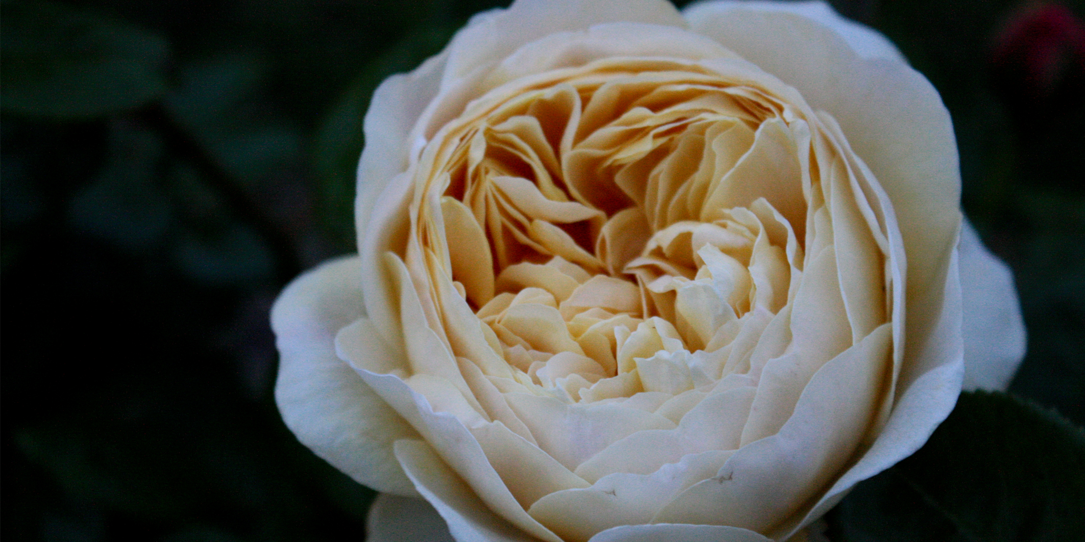 rose20142