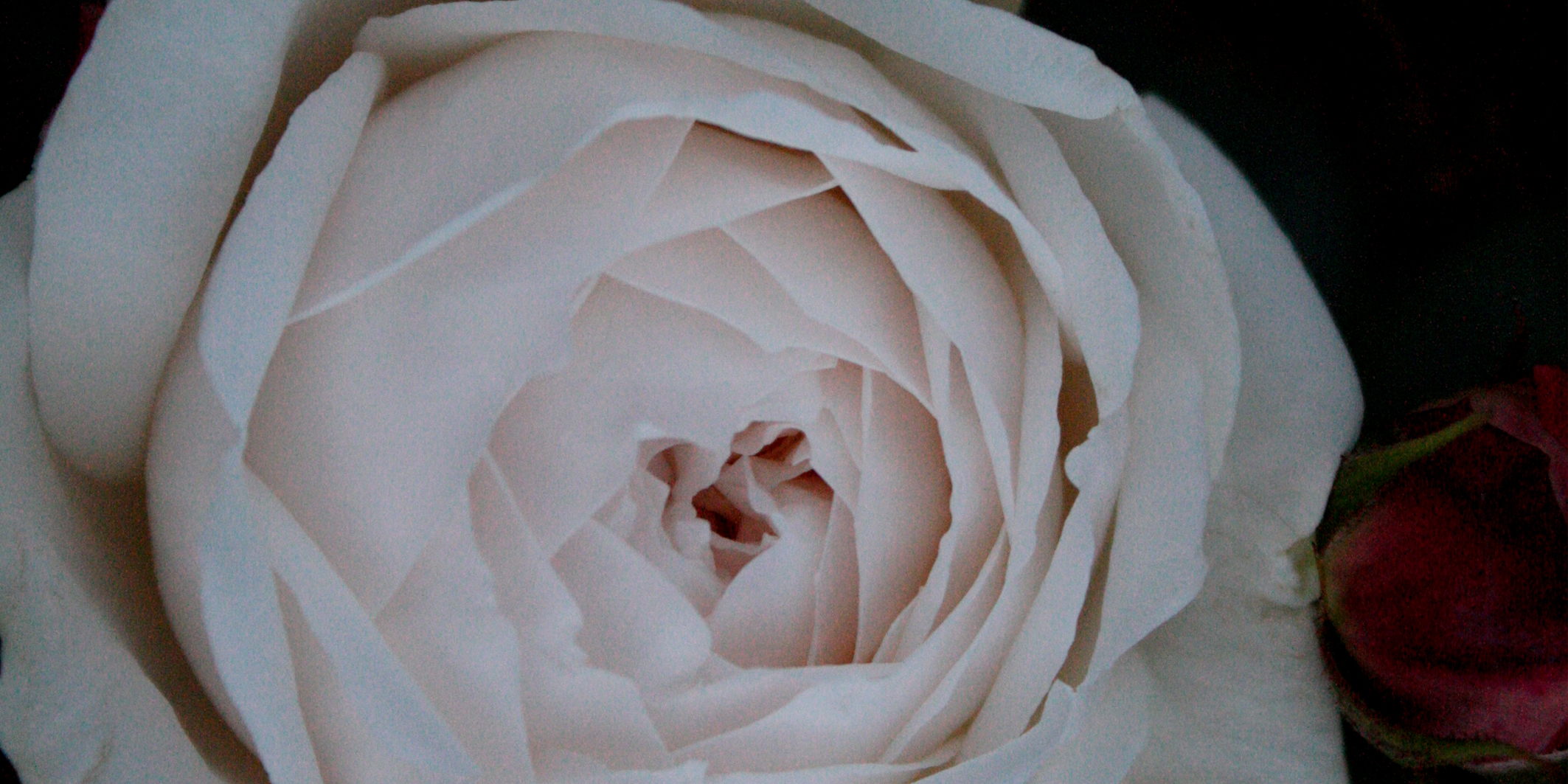 rose32014