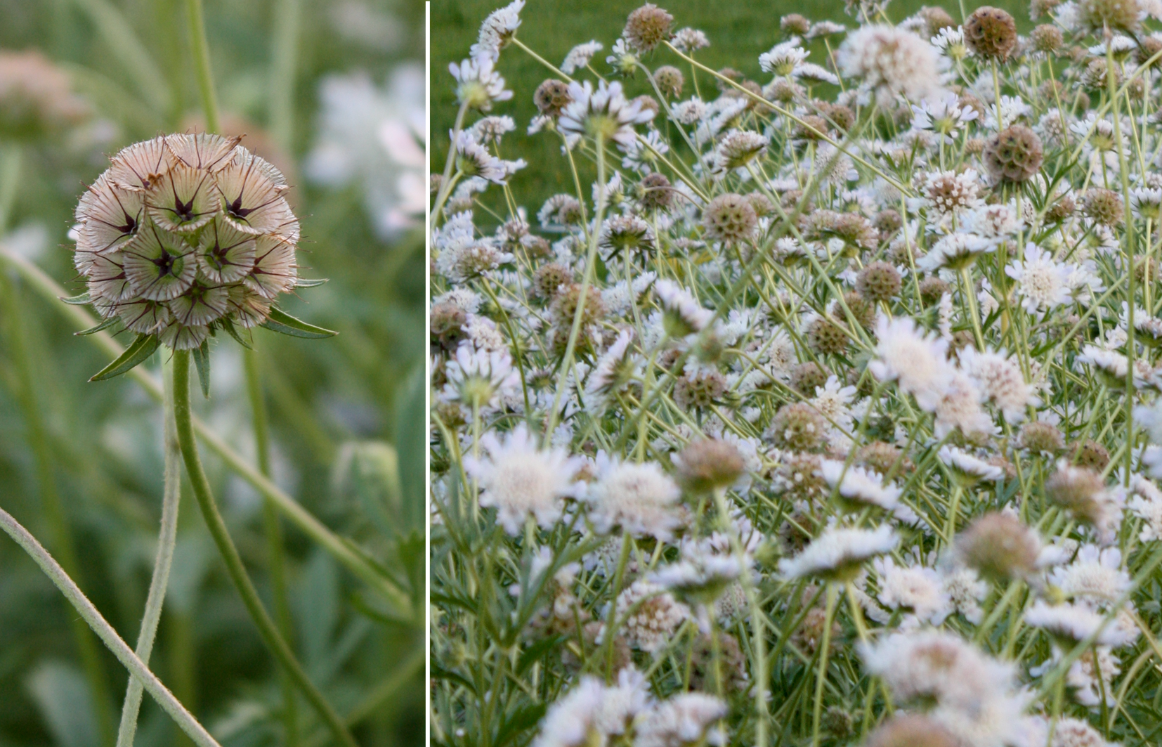 ScabiosaPodsNovember