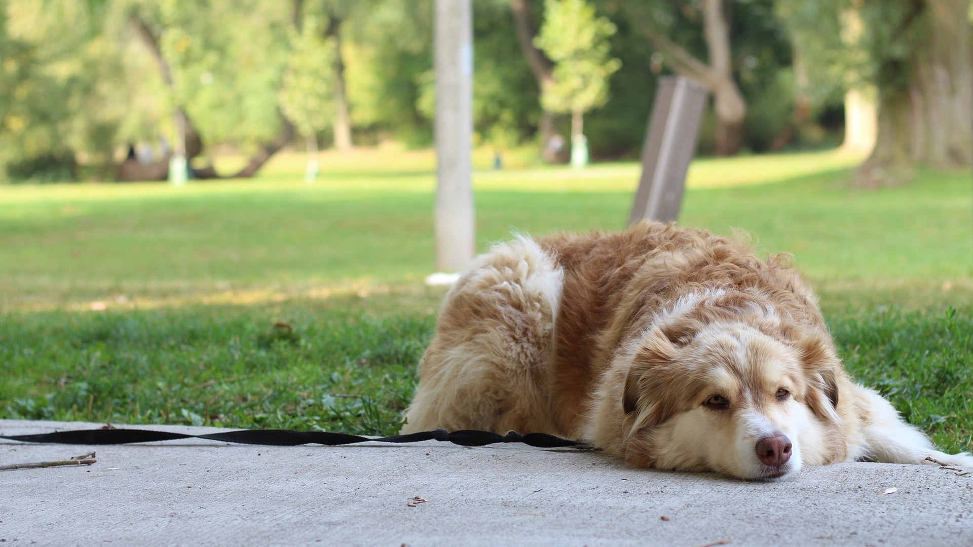 dog laying down after eating dangerous plants that should be avoided