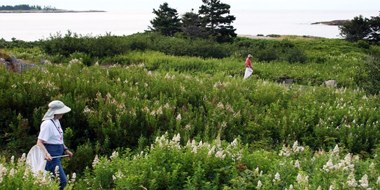 accessible camping and butterfly catching in Maine at Acadia National Park