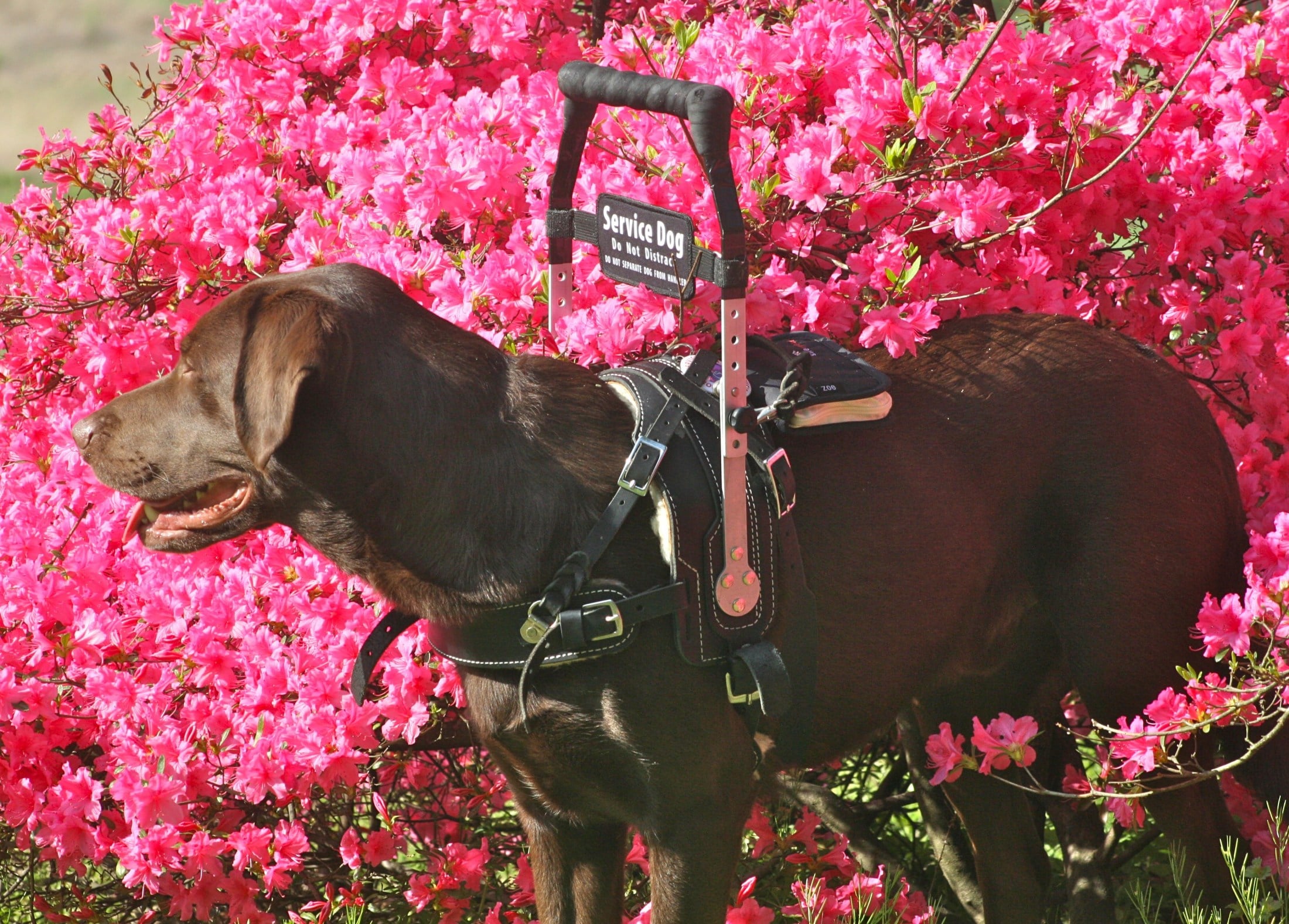 Service animals enjoy outdoor time.
