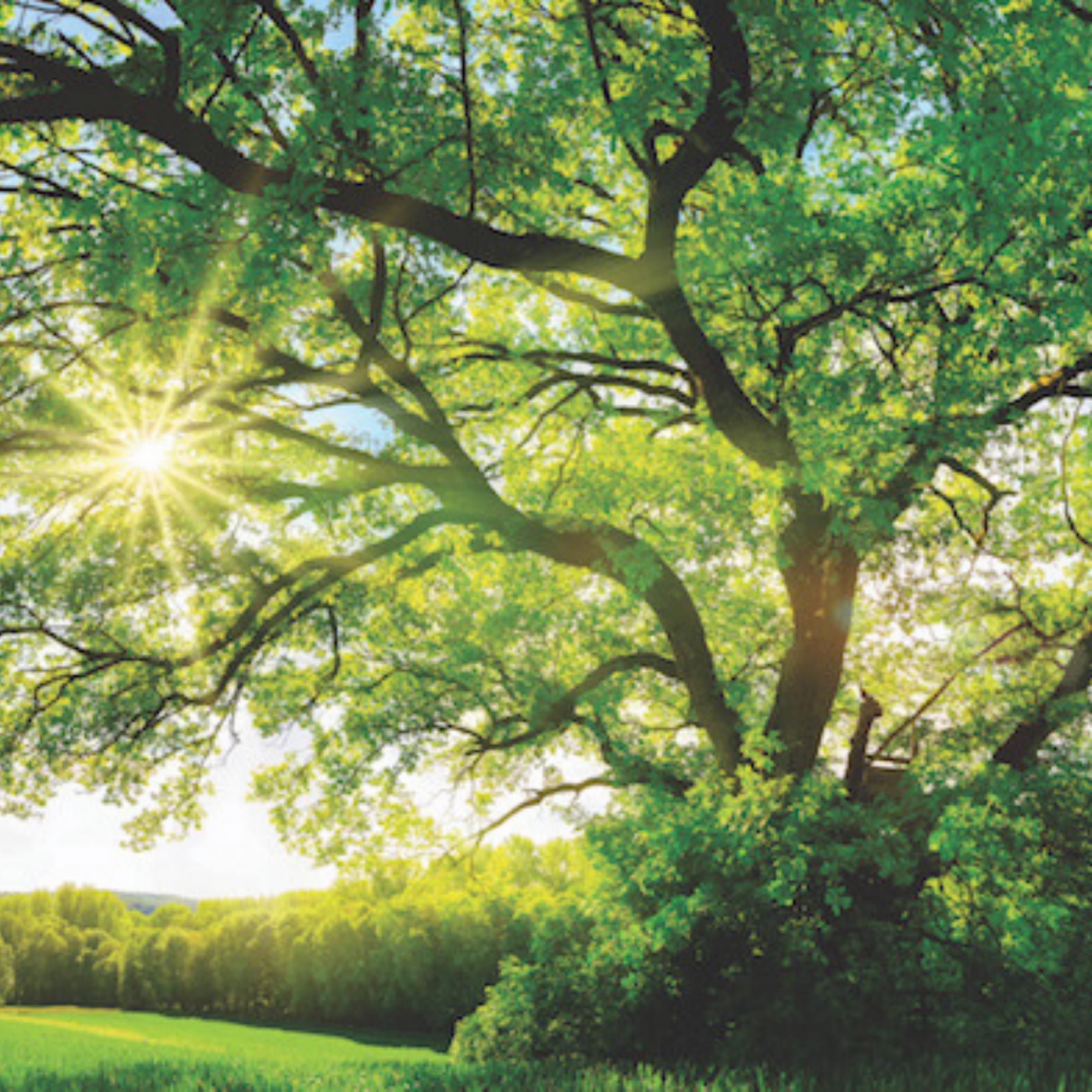Give Yourself the "Green" Light for Eco-Friendly Health and Happiness
