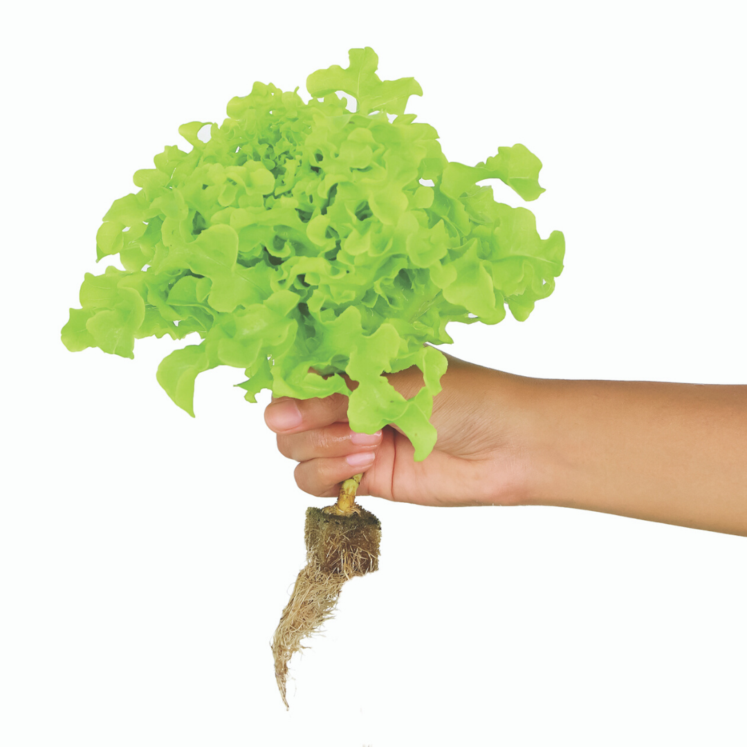 An eco-friendly lifestyle can boost one's health.