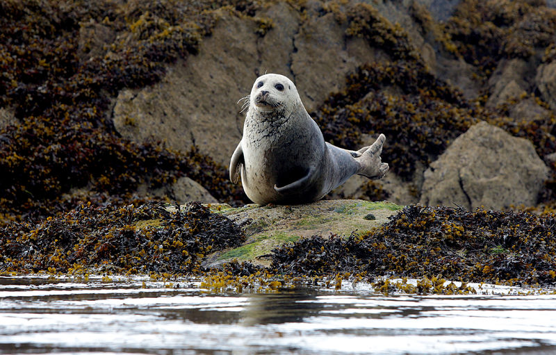 Grey seal sunbath on the seaweed covered rocks