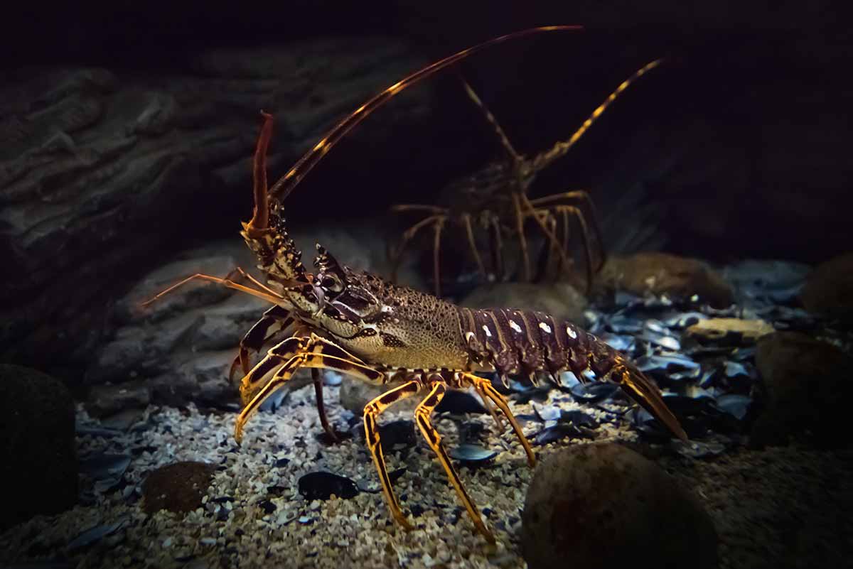 New recreational crayfish rules for the CRA 2 and CRA 5