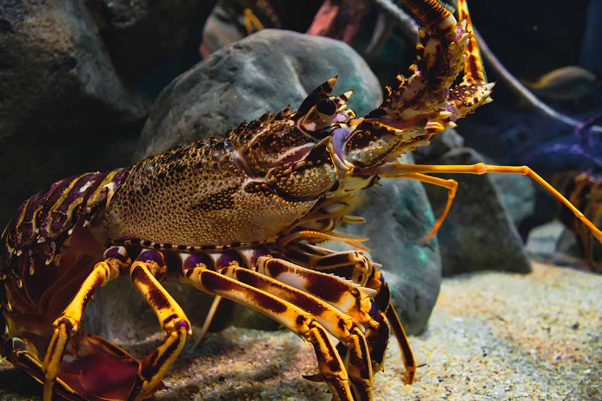 NZUA representative on National Rock Lobster Management Group