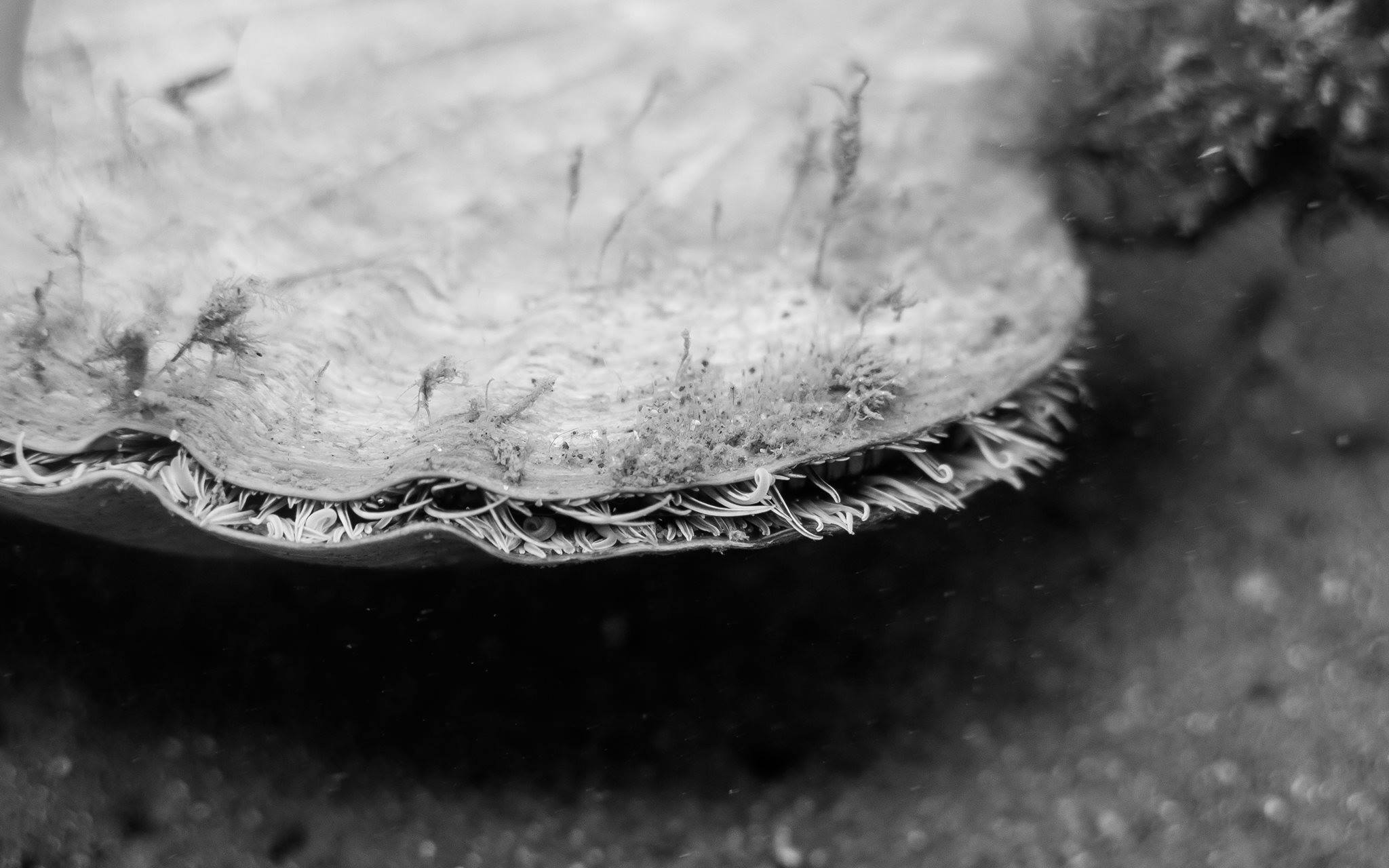 Scallop Fisheries Closure Update SCA7